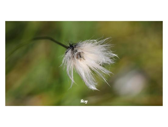 Close-up photo of Eriophorum vaginatum L. (Tussock cotton-grass).