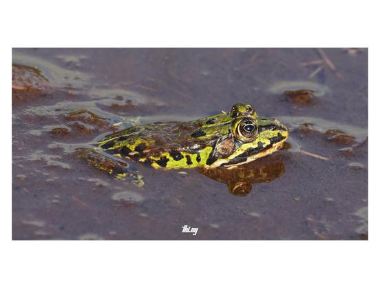 Close-up photo of a common water frog half submerged in rich brown muddy water.