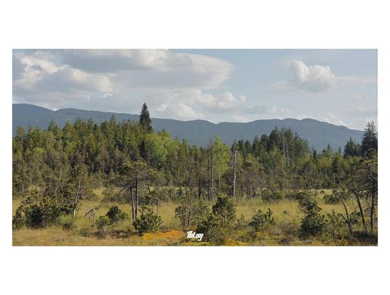 Wide-format photo of small pine trees, bushes, grasses and moss growing in a bog. Bright sunny hazy day. Forests and mountains in the background.