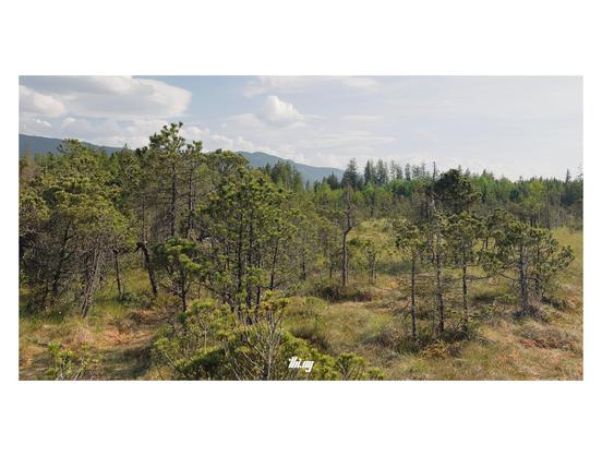Wide-format photo of small pine trees, bushes, grasses and moss growing in a bog. Bright sunny hazy day. Forests and mountains in the background.