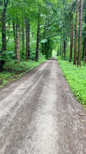 POV video of me cycling through the rain in a lush forest, looking around. Birdsong in the background