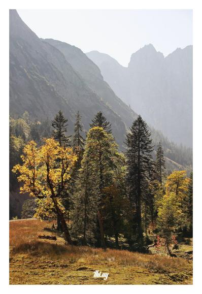 Photo of a group of trees (sycamores, spruces) in a swampy grassy patch on a very hot and hazy October day in a remote valley with steep rocky walls. The leaves and grasses in their beautifuk autumn colors of yellows, oranges, reds and browns. The blades of rushes turning red and glistening in the bright sun. The hazy sky emphasizes the layers of mountains into the distance.