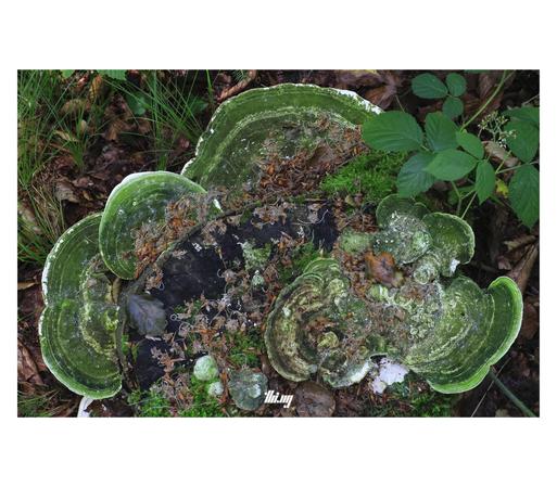 Top-down view of an old tree stump overgrown with lumpy bracket mushrooms of different sizes, each with rings of beautifully rich greens.
