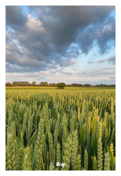 Portrait photo of a rye field stretching all the way toward a tree line at the horizon. Semi-overcast sky