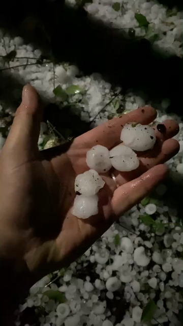 Phone video of a person picking up some hailstones and showing a flower bed completely covered by hail.