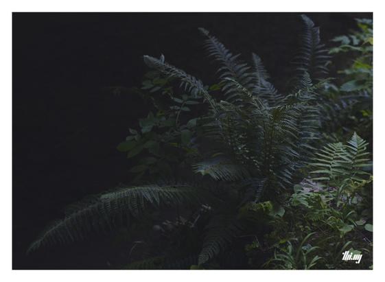 Photo of some ferns in low evening light on the bank of a small creek. The water itself is crystal clear and in complete shade, therefore just creating a dark background. Soft tones, low contrast, milky blacks.