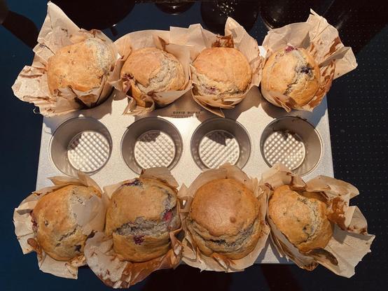 Top-down phone photo of eight freshly baked berry muffins, still in a muffin tray, each one wrapped in paper