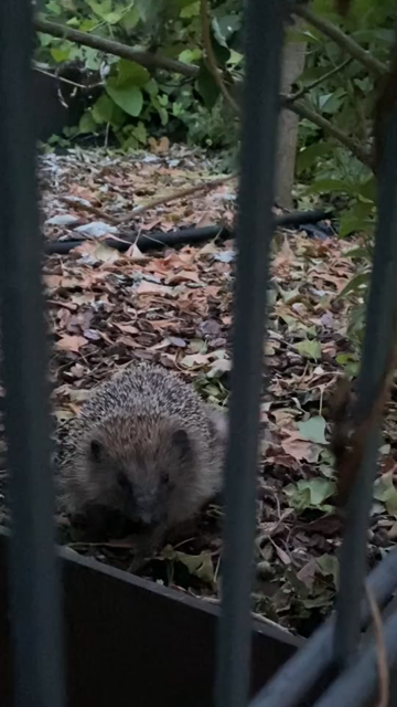 Short phone video of a completely still hedghog on the other side of a fence.