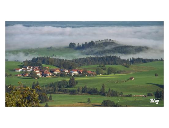View of a small village nestled in a hilly landscape with green pastures (incl. a few small herds of cows) and patches of forest. A large area of thick fog in further distance, the fog also drifting through the forest and gentle valleys near the village. Everything is bathed in warm late summer morning light, still casting long shadows. The view is from a higher up mountain and a sliver of the lands further back (behind the fog) are visible near the top of the image. No sky.