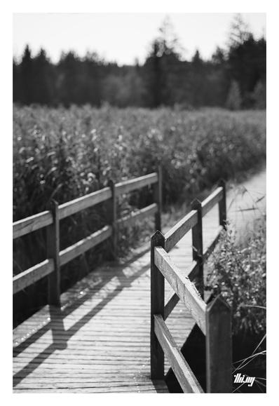 B&W photo of a narrow wooden boardwalk leading into the distance in a swamp with tall reeds on both sides. The edge of a forest (out of focus) in the distance.