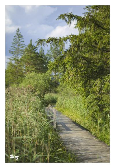 A narrow wooden boardwalk leading into the distance near the edge of a swamp with tall reeds (on the left) and forest (on the right). Sunny, but cloudy gray sky.