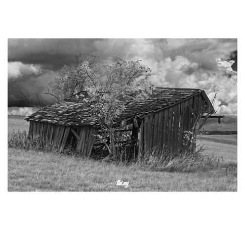 B&W photo of an old desolate wooden shed standing in a field with big dark storm clouds approaching in the background. The shed is already missing various planks, a small tree is growing at the corner facing the camera. State of disrepair inside.