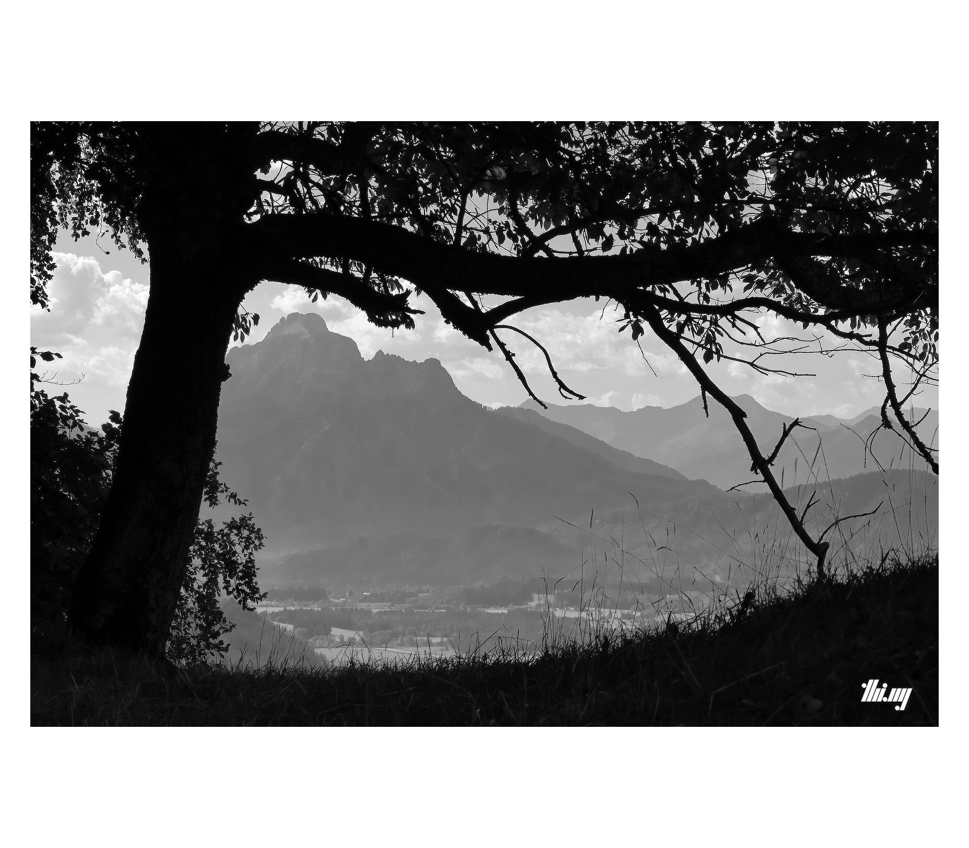High contrast B&W photo of a completely black tree silhouette framing the alpine landscape in the background, including the 2000m high Säuling mountain and surrounding lower ridges and pre-alpine flatlands. Hazy semi-overcast sky.