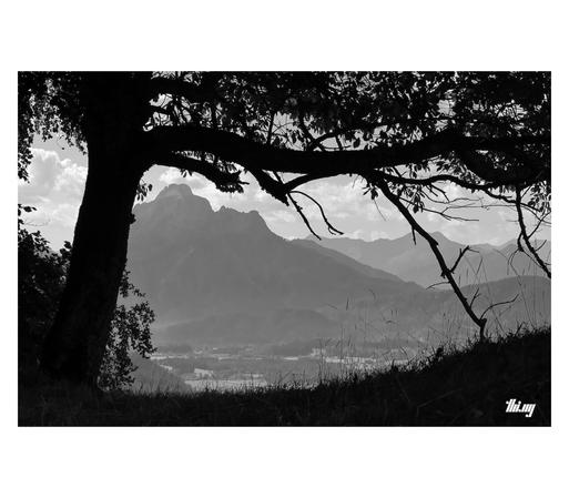 High contrast B&W photo of a completely black tree silhouette framing the alpine landscape in the background, including the 2000m high Säuling mountain and surrounding lower ridges and pre-alpine flatlands. Hazy semi-overcast sky.