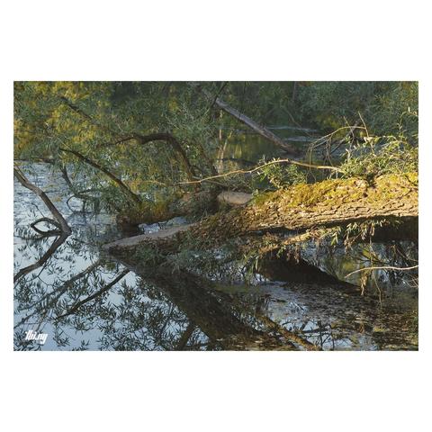 An old Willow tree has fallen over into the river, semi-submerged, with part of its trunk still above water and illuminated by golden evening light. Completely calm, mirror-like water surface, reflecting the blue sky above.