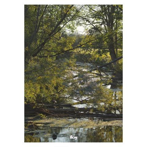 A small river bend during golden hour with trees on either side, some of them have fallen across/into the river. Patches of leaves and algae on the surface.
