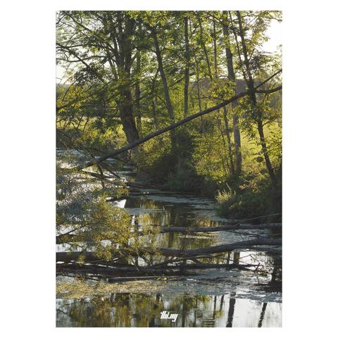 A small river bend during golden hour with trees and fields on either side, some of them have fallen across/into the river. Patches of leaves and algae on the surface.