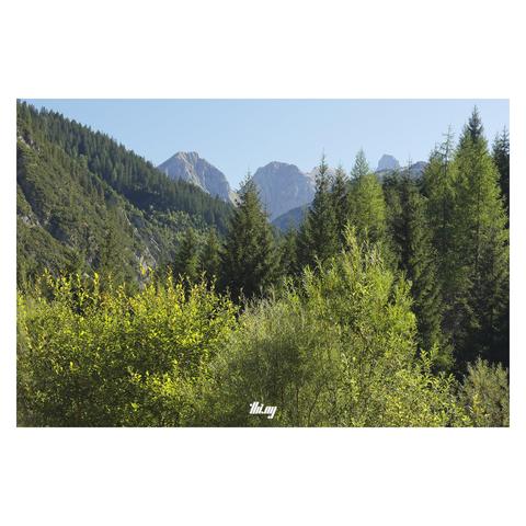 An extremely lush sub-alpine mixed forest (willows, larches, spruces, firs etc.) with steep slopes and cliffs of the valley sides further back on the left and tall jagged mountain peaks in the background. Sunny day with clear blue sky.