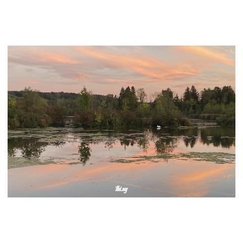A lake with small islands and autumnal mixed forest beneath a peachy glowing vanilla sky, the clouds reflecting on the completely still water surface. A solitary swan. Patches of algae.