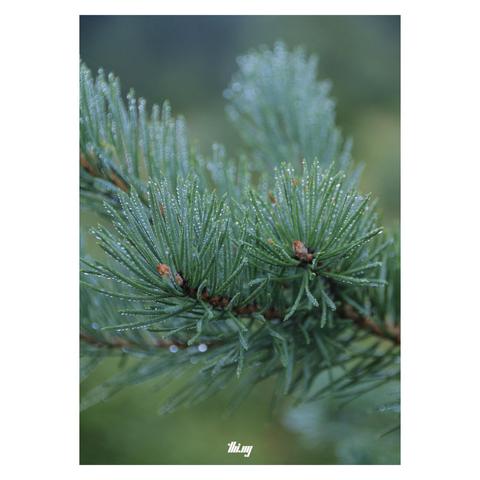 Close-up of a mountain pine branch, its needles covered in dew drops. Heavily blurred background.