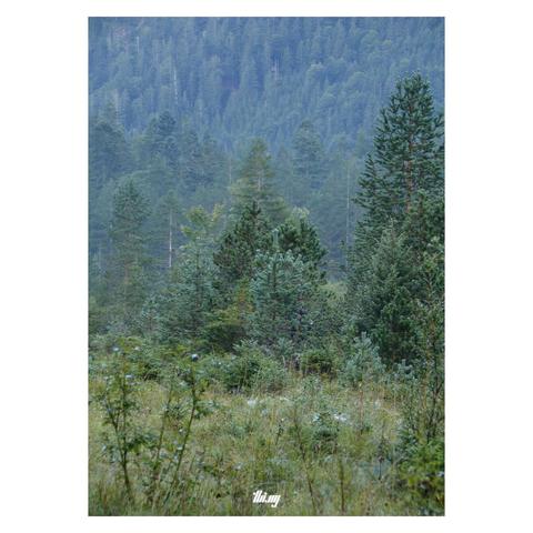 A clearing surrounded by young forest, transitioning to dense mature forest on the mountain slopes in the background . Cold light, faint mist, early autumn colors. Everything covered in dew.