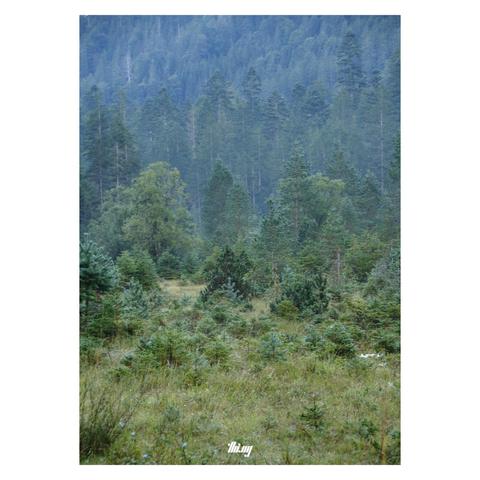 A clearing surrounded by young forest, transitioning to dense mature forest on the mountain slopes in the background . Cold light, faint mist, early autumn colors. Everything covered in dew.