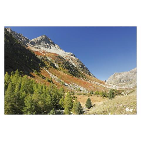 Another photo taken from almost the same place, only two years later. A group of swiss pines near an alpine mountain pass with slopes of colorful autumn vegetation leading up to a majestic mountain peak. Clear blue sky.
