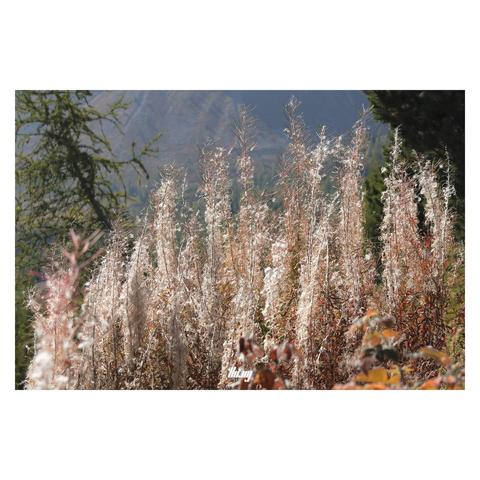 A patch of dry fireweed plants, slightly backlit looking, at first sight, like actual flames against the alpine forest background...