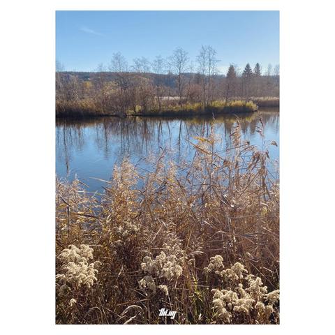View of a lake surrounded by swamps and wetlands with lush vegetation of by this time of the year mostly dry grasses, bushes, bare trees. Some beautiful goldenrod and reeds in the foreground. Bright sunny day with clear blue sky, also reflected in the almost still water.
