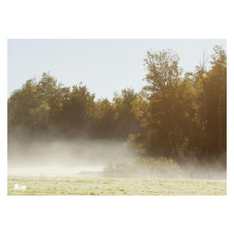 Thick ground fog drifting over some meadows near the edge of a birch forest on a bright sunny October morning. The glare of the sunlight amplified by the fog and the golden leaves of the trees. Clear pale blue sky.